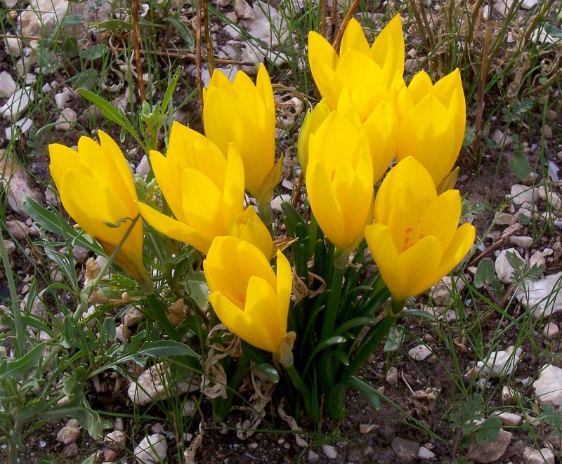 Sternbergia lutea / Zafferanastro giallo